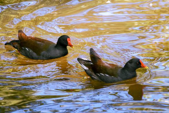 Two common moorhens, black and red feathers, paddling in a pond.