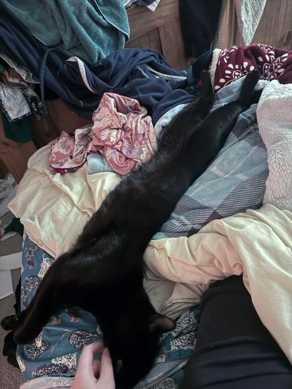 A year old Black cat stretched out for about a meter in length on a pile of blankets.