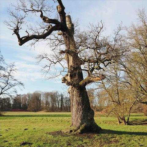 The image shows a large, ancient-looking tree with a thick trunk and gnarled, leafless branches, possibly indicating it's winter or early spring. The tree is situated in a grassy field with more trees in the background under a blue sky.