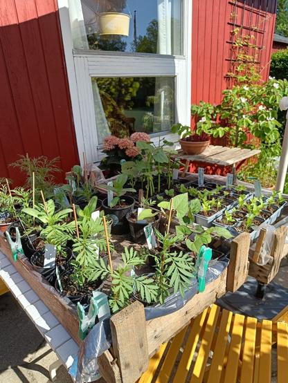 Forkultiverede planter, der skal afhærdes
