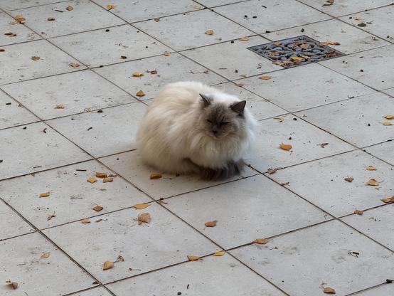 Ragdoll cat squats compactly on patio tiles. She looks singularly unimpressed with the situation but refuses to come inside.