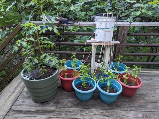 Tomato plant (on left) and an array of 8 multicolored pots with basil and parsley in a semicircle around a narrow table with a white plastic bucket. The bucket has thick white cotton strings coming out of it going to each small pot. There is a black plastic tube (that's hard to see) going to the larger tomato pot. Just behind the tomato plant on the deck rail is the control box for the watering that has the timer-controlled valve from a garden hose to small black plastic tubing. The tubing keeps the bucket filled and the tomato planter reservoir filled.