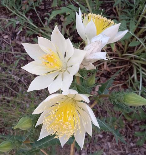Photo from 2024 shows three bright white Mentzelia decapetala flowers with 10 lance-shaped petals and bright yellow pollen anthers. Background is shades of green (foliage) and brown (mulch).