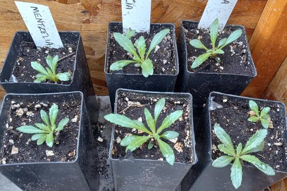 2025 photo shows six black starter pots of Mentzelia decapetala seedlings. Leaves are bright green and long with shallow serrations. They are covered with fuzzy hairs that catch on cloth and skin.