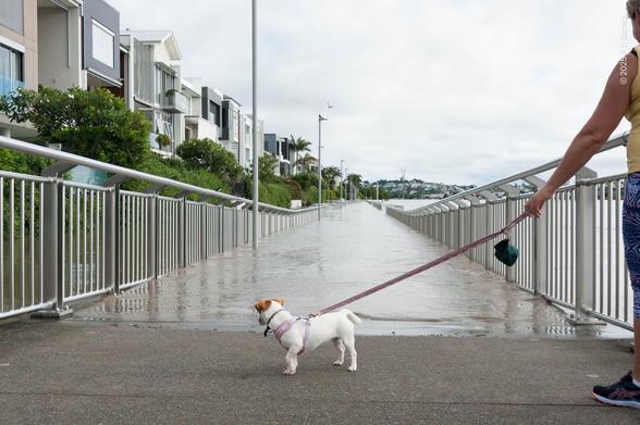 A small dog on a lead is turned away from the camera, looking curiously at the blocked riverwalk which is, temporarily, all river and no walk. He's standing near the water's edge, with the walkway sloping down away from him, the brown water getting deeper and deeper against the railings on either side. February 2022, Teneriffe reach.