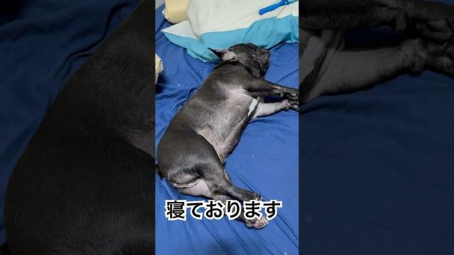 【今朝の凛さん】起きたくないフレンチブルドッグ🐶 #frenchie #frenchbulldog #frenchbulldoglife #shorts