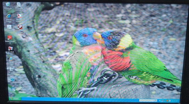 The image shows a computer desktop screen with a colorful background featuring two parrots. The parrots are perched on a wooden post, with one parrot's beak touching the other's beak, suggesting a social interaction. The parrots have vibrant plumage with green feathers, blue heads, and red and yellow markings on their chests. The background is blurred, showing a natural setting with a tree trunk and ground covered in leaves. The desktop has several icons on the left side, including "Recycle Bin," "HP Printing Software," "Internet Explorer," "Adobe Reader," and "iTunes." The taskbar at the bottom shows the time as 12:19 PM. The overall image is colorful and lively, with a focus on the parrots.