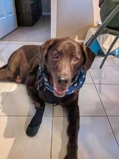 A chocolate lab is lying down with his head up and mouth open. A grain of rice is stuck on his nose.