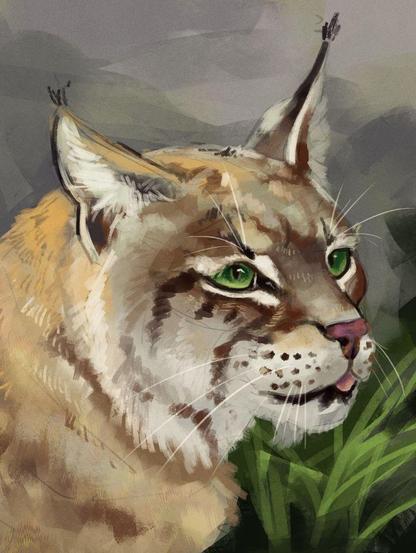 Practice digital portrait of a bobcat. It's looking towards the left. It has a light brown fur with light hints of golden, darker brown markings on its face, tufted ears, and deep green eyes. It has its mouth open slightly and a little bit of its tongue can be seen. The background is a mix of grays and what looks like could be tall grass.
