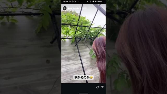 #工藤静香 ｻﾝ #藤棚 咲く…か🌺 #木村 さん家のお庭