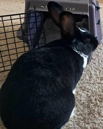A black and white rabbit sitting in front of a purple pet carrier with the door open