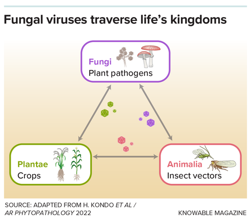 A graphic depicts fungi, plants and animals, all connected by virus particles that can infect both.