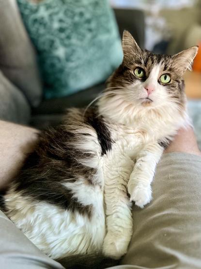 A fluffy cat with green eyes rests on a person's lap, lounging comfortably. A decorative pillow is visible in the background, along with hints of a cozy living space.