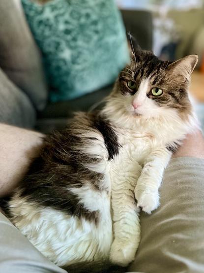 A fluffy, domestic cat lounges comfortably on a person's lap, with green eyes and a mix of brown and white fur. A soft, patterned pillow is visible in the background, adding to the cozy atmosphere.
