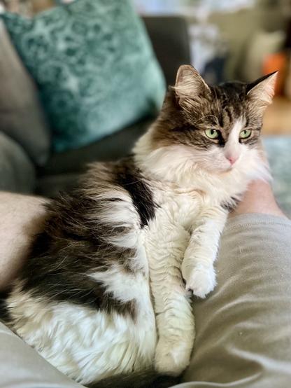 A fluffy cat with green eyes rests contentedly on a person's leg, with a soft sofa and pillow in the background.