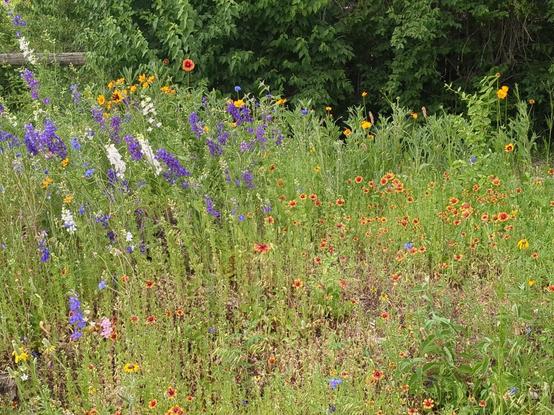 Photo of a smattering of different wildflowers and grasses in purple, white, pink, yellow and orange