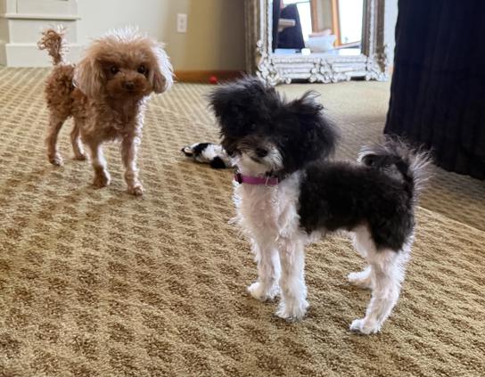 A very small black and white dog stares quizzically at the camera. Her older sister is brown and standing just to her left. Both dogs are less than 2.5 pounds in size. Tiny!