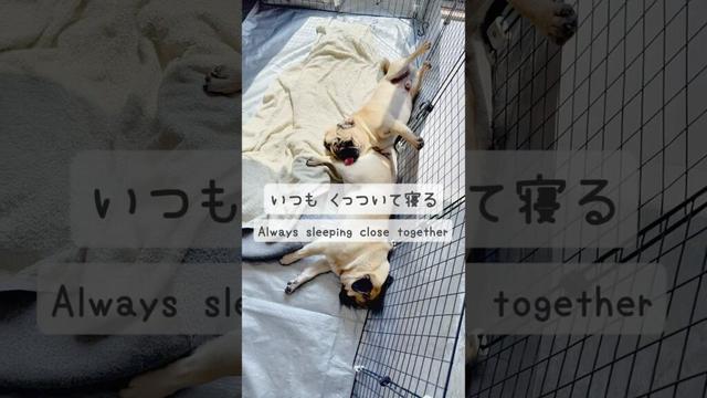 [PUG] 気持ち良さそう (Nap Boys) #ごんたま #ごんすけ #たますけ #パグ2匹