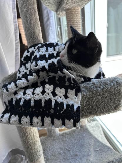 a black and white cat, sitting in a grey cat tree, with a black and white cat scarf draped over her haunches