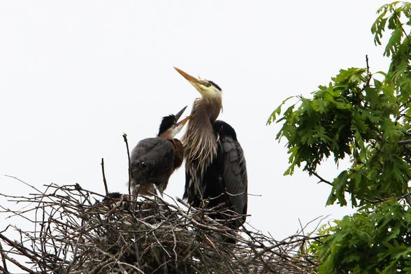 Photograph of a juvenile and adult great blue heron in a nest with the juvenile heron opening its beak to the adult in hopes of a meal.