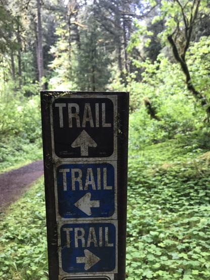 A sign has three "Trail" indicators, the top with an arrow point straight ahead, the middle pointing left and the lowest pointing right. The background is a thick forest with a bit of trail shown. Photo taken at Silver Falls State Park in Oregon.