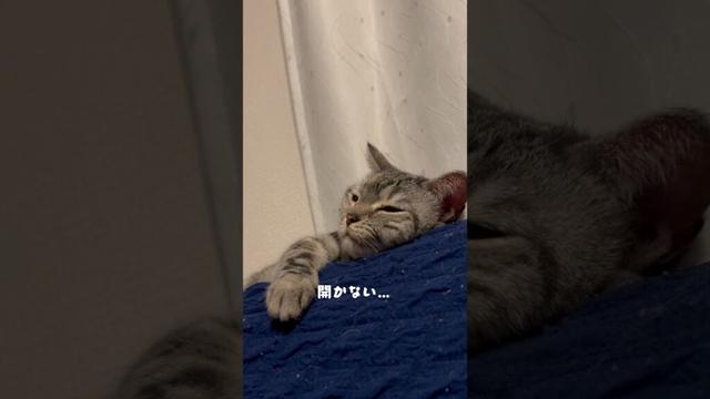 あぁぁ、眠たい💤 #猫のいる暮らし #子ネコ #スコティッシュフォールド #cat #ねこ動画 #かわいい猫 #猫 #ねむい #寝る #shrots #shorts #cute #cutecat