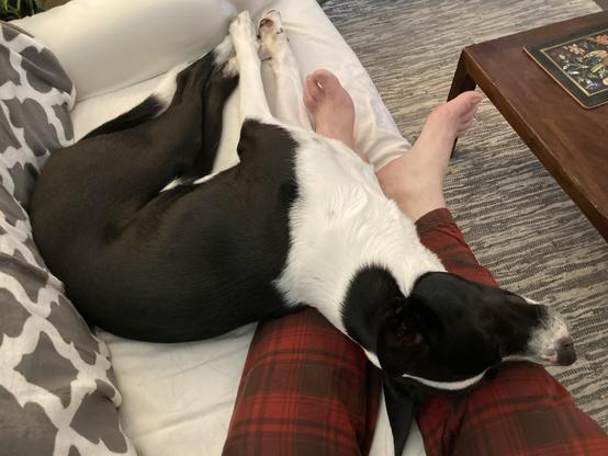 Rufus the black and white Cattle Dog mix is laying...across my shins. You can see my feet and red and black flannel-clad legs on the slip-covered sofa under his royal highness snoozing form.