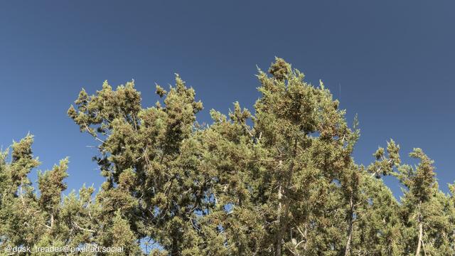 A close-up view of evergreen trees against a clear blue sky. The foliage is dense, showcasing various shades of green.