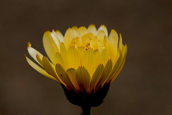 Scotch Marigold