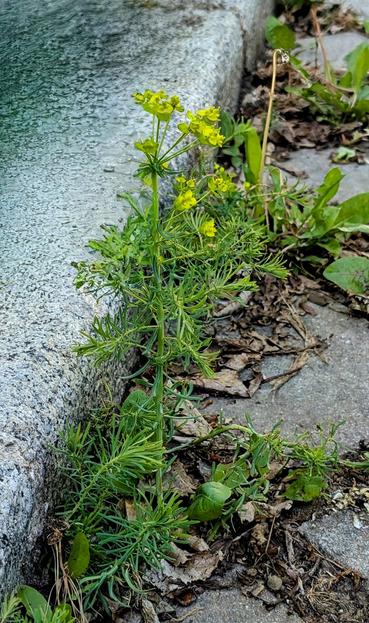 Zwischen Kopfsteinpflaster und Bordsteinkante wächst eine aufrechte Pflanze mit grünen gefiederten Blättern und mehreren gelben kleinen Blüten