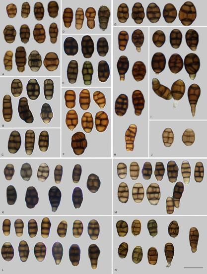 The fungal spores (conidia) of three different species. The species producing the toxin is the lower four panels