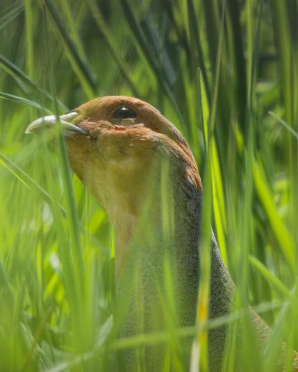 A partridge in the grass is sticking out it's head and looks upwards