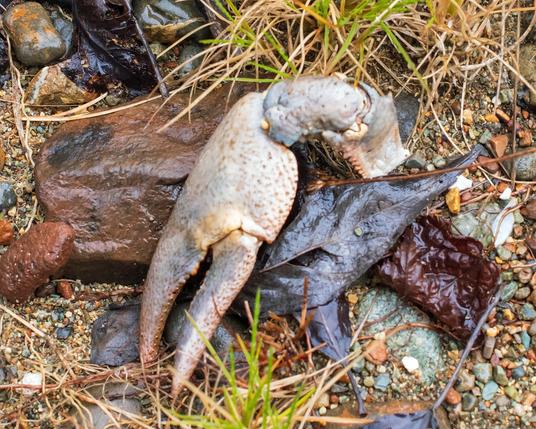 A cheliped, the large pincer of a crayfish, left on a lakeshore. There is first, the big two-pronged claw, behind it, a sort of elbow, and a second section, this one with pinkish teeth along one edge. The cheliped is sun-bleached to a mostly whitish tone, with pink spots and bluish tints. It lies on wet stones in the rain, with a few dead leaves, a larger, brown stone, and a bit of half-dead grass.