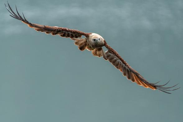 A Haliastur indus soars with wings outstretched, its chestnut-brown feathers and pale head standing out against a smooth, muted blue background. The raptor's forward gaze and curved wings capture a moment of graceful flight and precision.