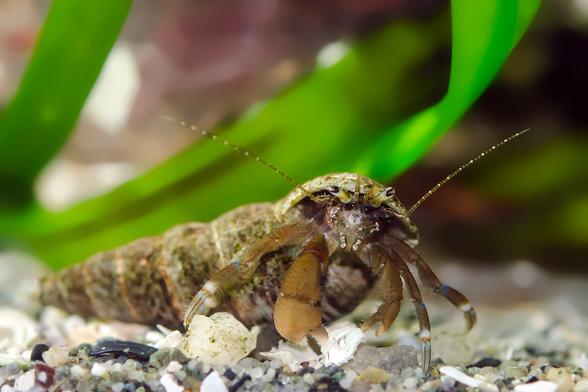 A hermit crab faces the camera. The chelipeds and legs are brown, the antennae green and white dotted lines, the eyes black and grey on green stalks. They're wearing a mudsnail shell, long and narrow, with 7 spiral turns and the body whorl.
Underneath the eyes, a variety of mouthparts are visible; in the centre, in a white patch, the mandibles (jaws). Below, on both sides are three pairs of elbowed grabbers, the maxillipeds; these are green with white patches.
I haven't been able to identify those black holes that look like spare eyes.
Background: sand underfoot, floating eelgrass in the water.