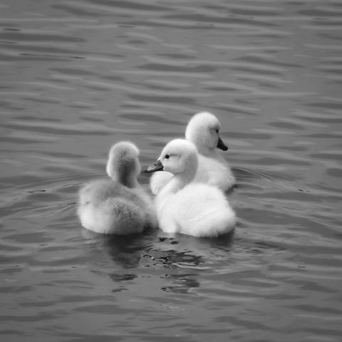 Drei Schwanenküken, die auf dem Wasser von der Kamerea aus wegschwimmem. Das Letzte dreht sich noch mal um und schaut in die Kamera.