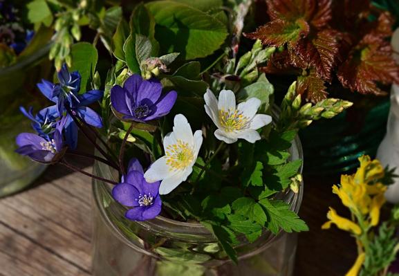 Detail of altar of wild and garden flowers and foliage, laid on a weathered wooden bench. In this view we see a couple of low clear glass jars and part of an earthenware pot. The centre jar holds blue Scilla/Squill, violet Hepatica and white Anemone along with the green foliage of the Anemone and small springs of Amelanchier/Saskatoon with unopened buds. Behind we see more foliage including the intense coppery emerging leaves of native Viburnum. Lower right is a blurred bit of golden Corydalis.
