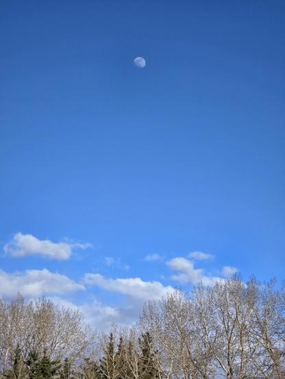 Moon above trees that seem to point towards ir and small white clouds.
