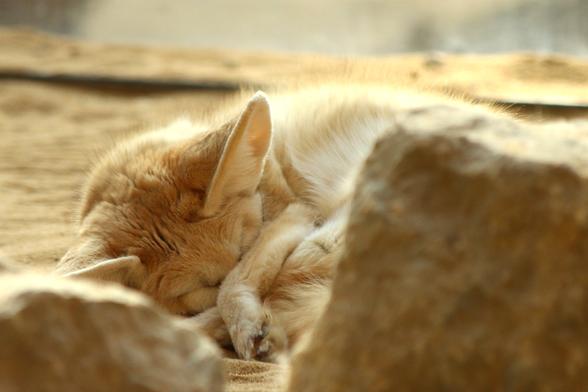 A sleeping fennec fox photographed through a gap between two larger rocks. Her nose is buried under her tail and paws and front left paw folded over her nose and partly eyes.