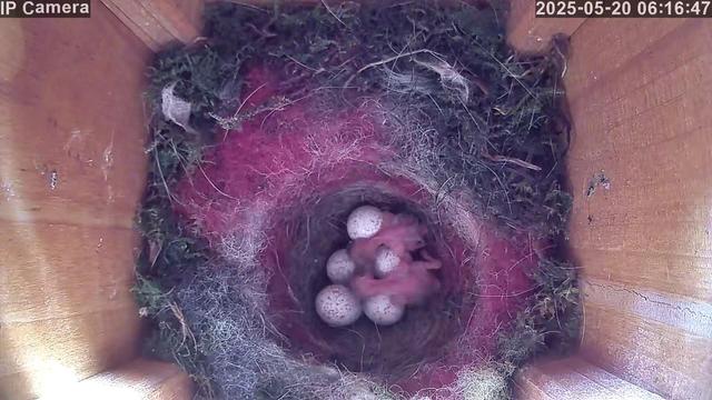 Two tiny hatchlings lie among five speckled eggs in a nest lined with moss and pink animal hair, inside a wooden nest box. The young birds are barely covered in fuzz and seem freshly hatched.