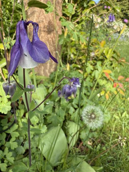 Akelei und Pusteblume am Kameliensommerbeet