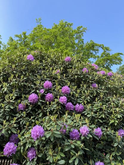 Unser riesiger, alter Rhododendron mit nur wenigen Blüten vor blauem Himmel