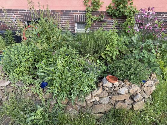 Kräuterbeet mit vielen verschiedenen Kräutern