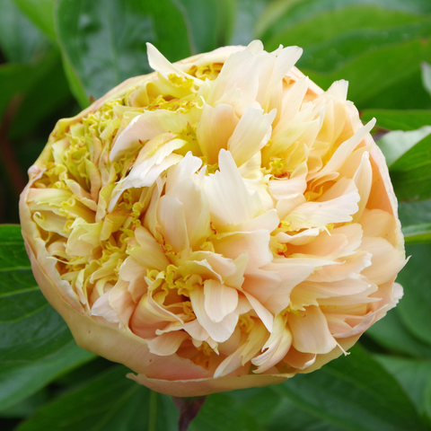 Gelbe, leicht apricotfarbene gefüllte Blüte, zum Teil noch leicht grün.