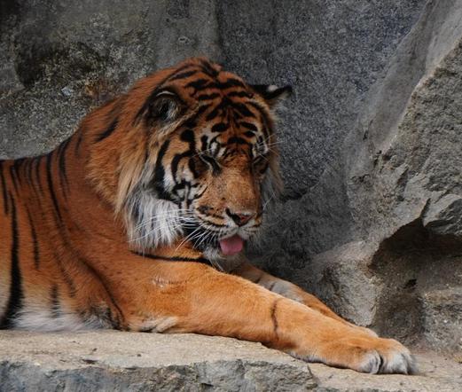 Foto eines Tigers im Tierpark Berlin