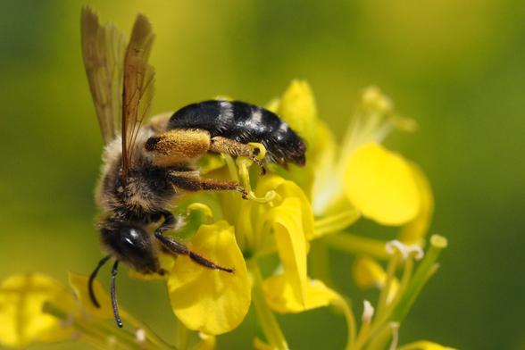 Die Schottische Erdbiene an einer Rapsblüte. Foto: Felix Fornoff.