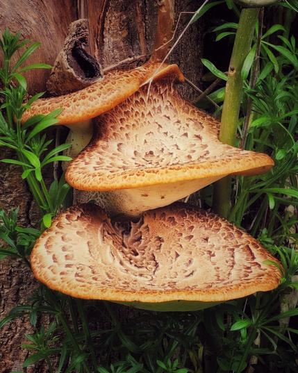 Three large, textured, light brown mushrooms with darker brown patterns on their caps are growing on the side of a tree trunk. Green leafy plants surround the base of the mushrooms and the tree.