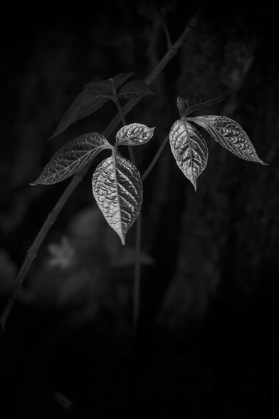 High contrast portrait of a deciduous forest floor plant in the deep shade, but the leaves are highlighted by an intense ray of sunshine that reveals all the delicate details in the structure of the leaves.