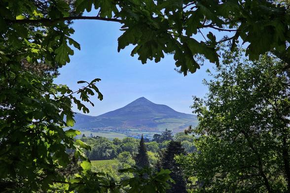 A clear view of Sugarloaf Mountain in County Wicklow, Ireland, framed by dark green leaves and trees in the foreground. The mountain rises sharply against a bright blue sky, with a lush green valley and scattered trees visible at its base.