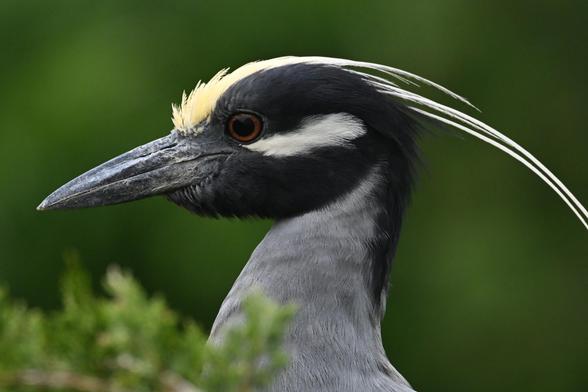 a yellow crowned night heron close-up profile view

large bill, red iris, yellow decorative head feathers swept back

Ocean City NJ Welcome Center - last Wednesday 5/14